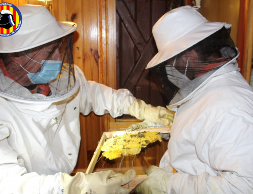 Els bombers del Consorci multipliquen els serveis per retirada d’eixams durant la pandèmia